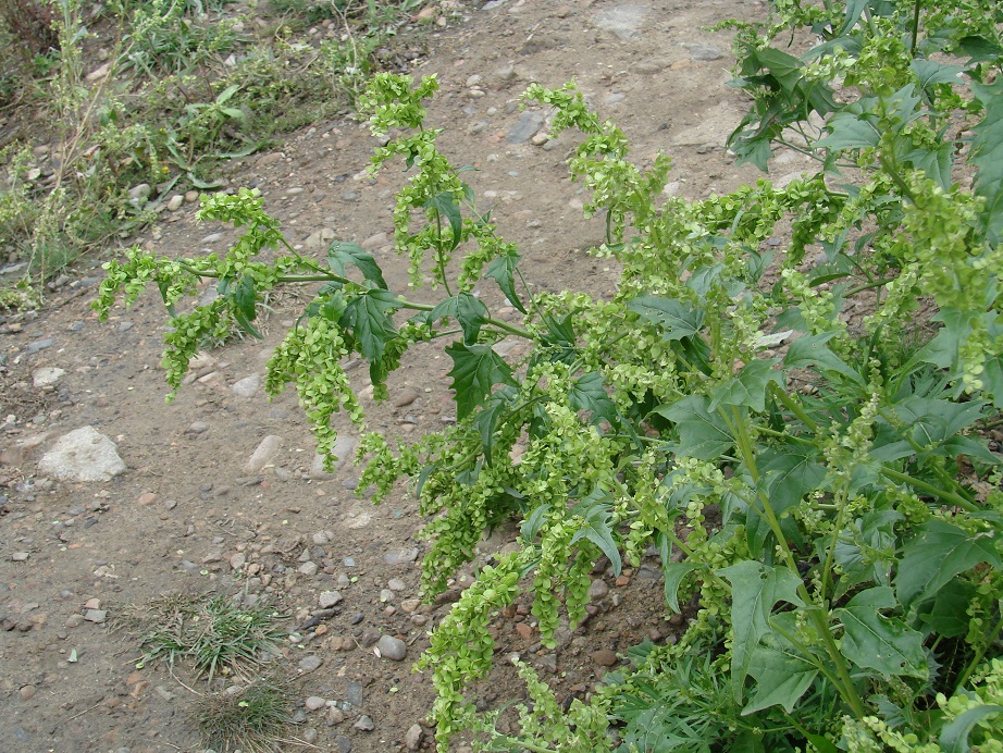 Image of Atriplex sagittata specimen.