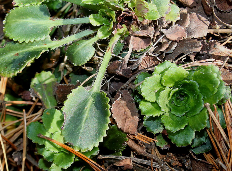 Image of Saxifraga umbrosa specimen.