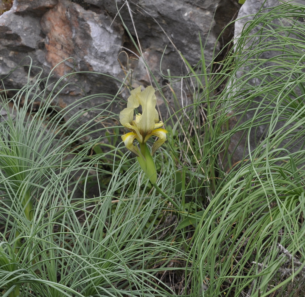 Image of Iris reichenbachii specimen.