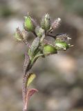 Alyssum smyrnaeum