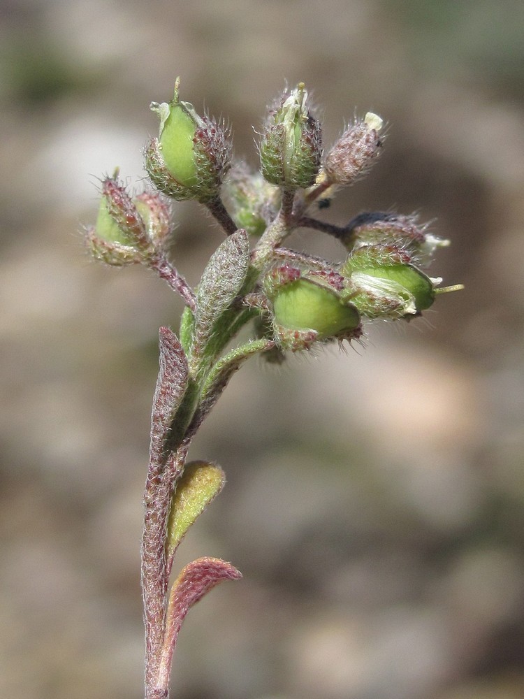 Image of Alyssum smyrnaeum specimen.