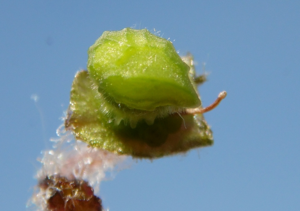 Image of Nonea rossica specimen.