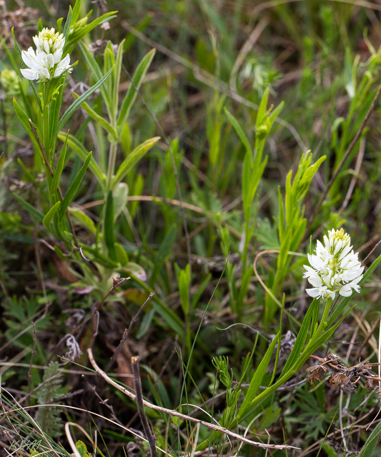 Image of genus Polygala specimen.