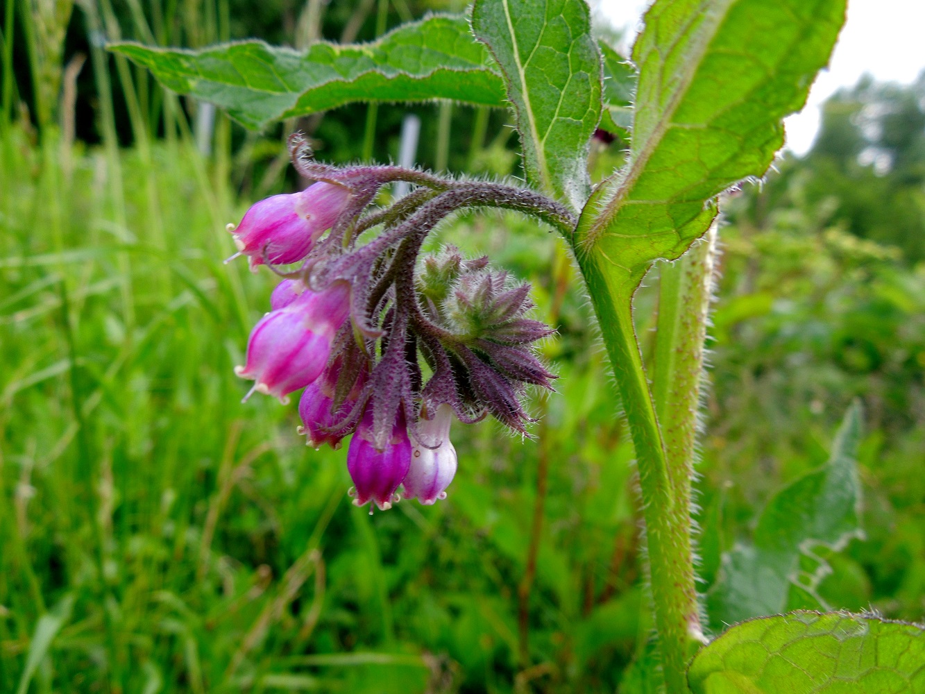 Изображение особи Symphytum officinale.