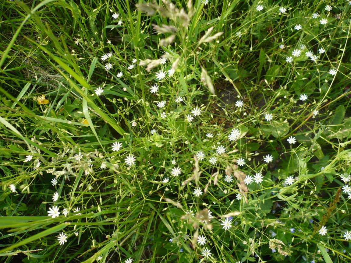 Изображение особи Stellaria graminea.