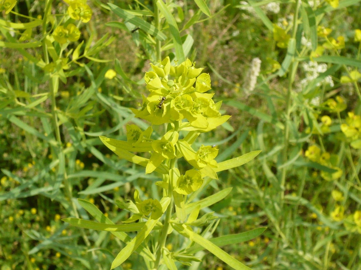 Изображение особи Euphorbia virgata.