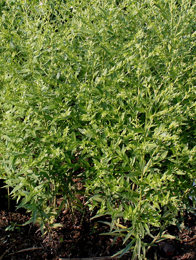 Image of Lithospermum officinale specimen.