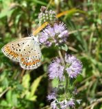 Mentha pulegium