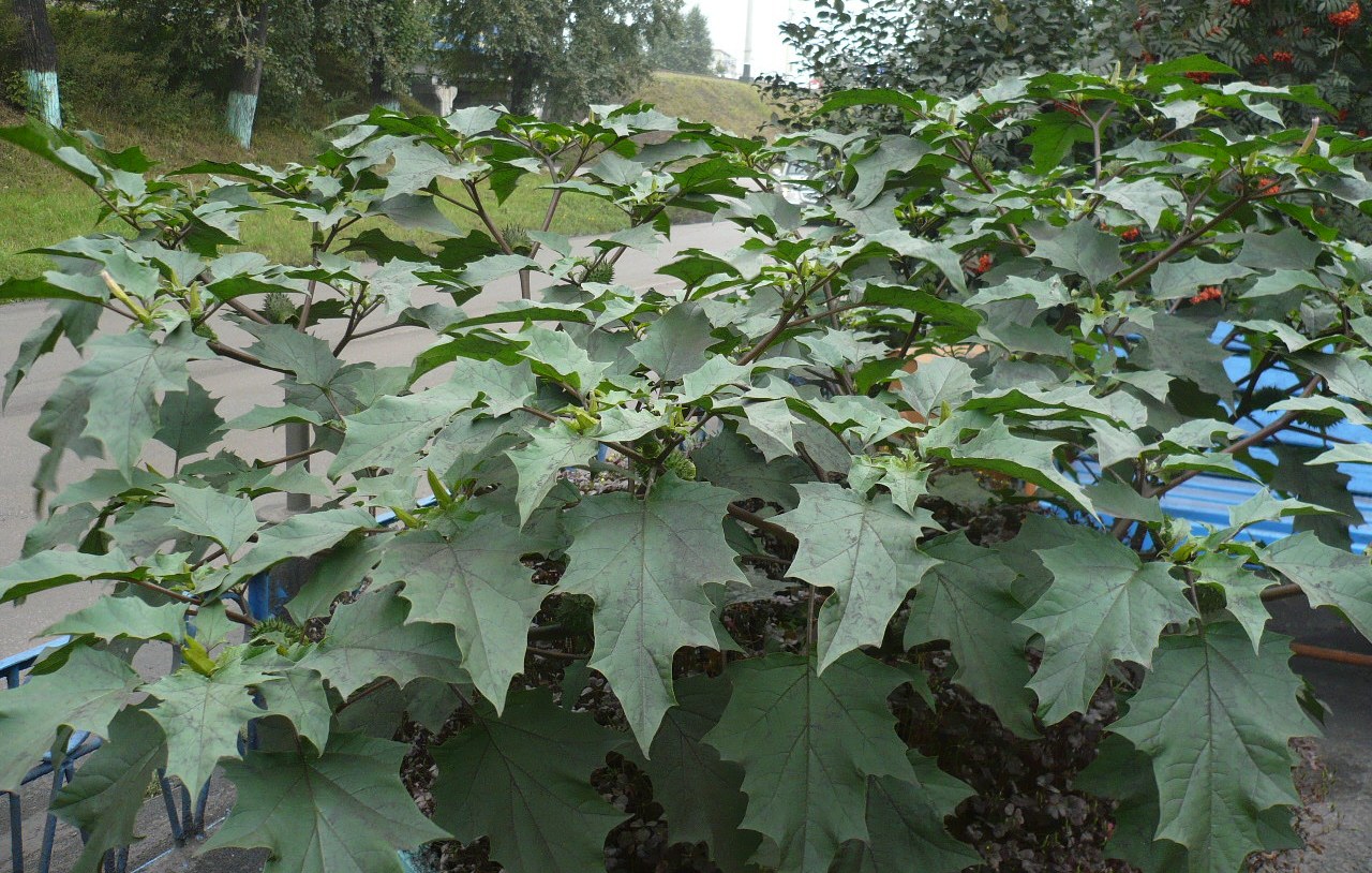 Изображение особи Datura stramonium.