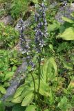 Swertia iberica. Цветущее растение. Абхазия, пер. Керванка, альпика, 1630 м н.у.м. 18.08.2014.