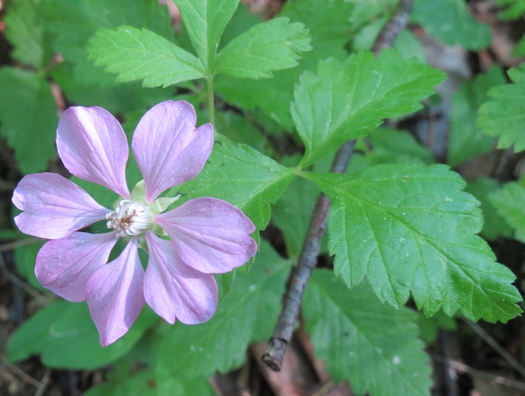 Изображение особи Rubus arcticus.