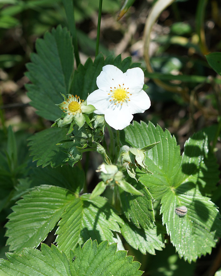 Image of Fragaria viridis specimen.