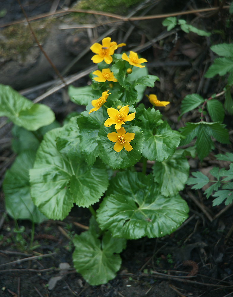 Изображение особи Caltha palustris.