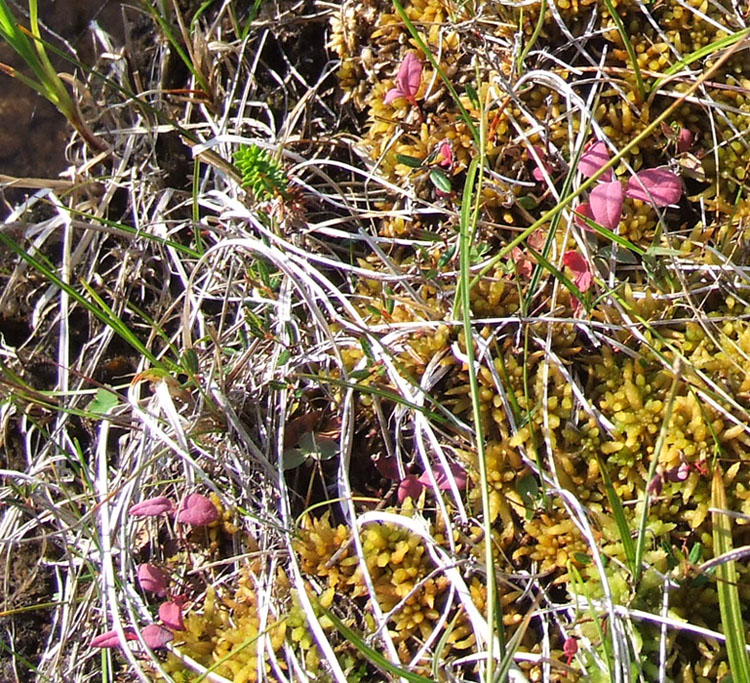 Image of Andromeda polifolia specimen.