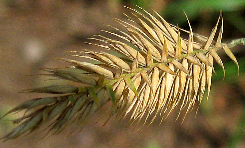 Изображение особи Agropyron pectinatum.