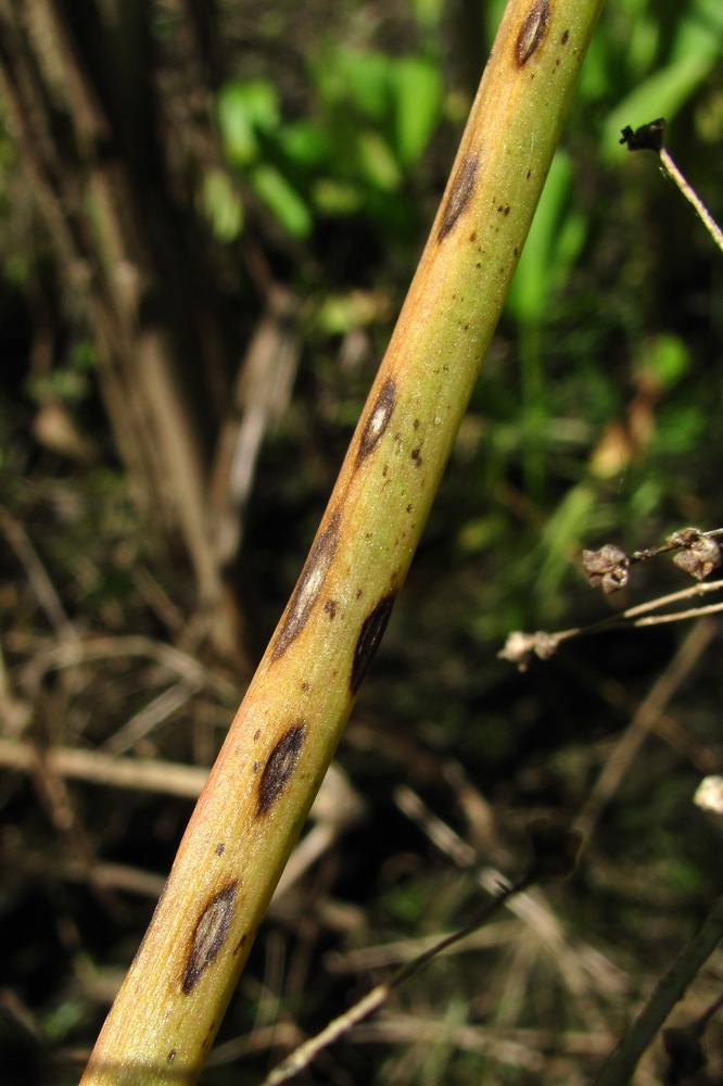 Image of Alisma plantago-aquatica specimen.