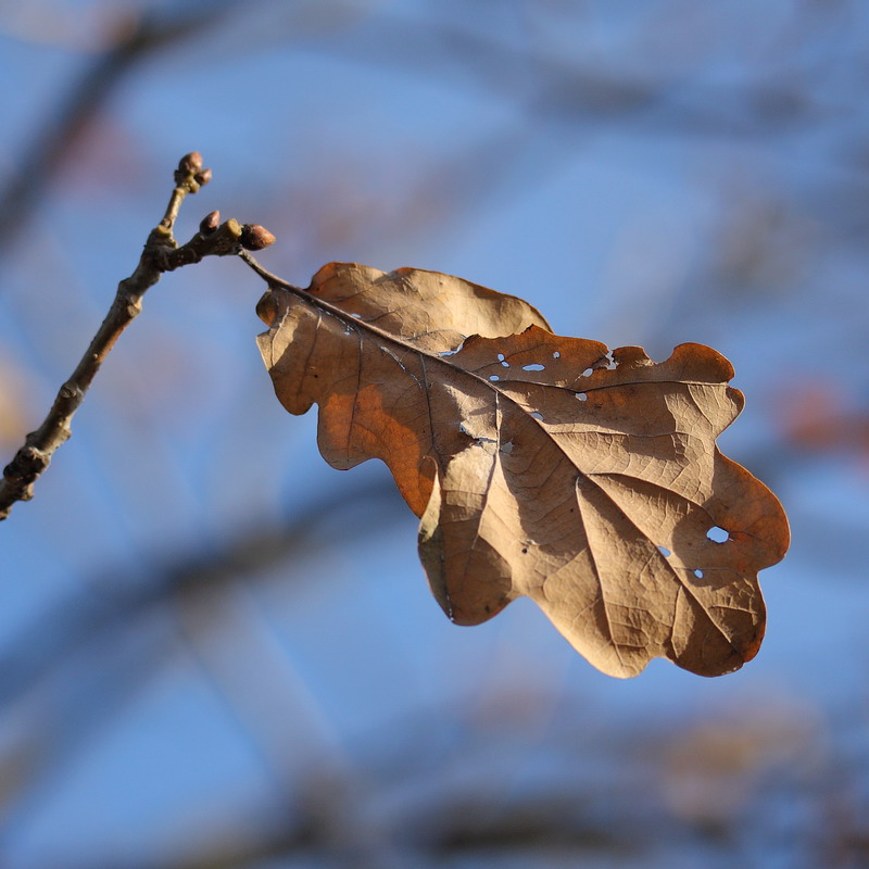 Изображение особи Quercus robur.