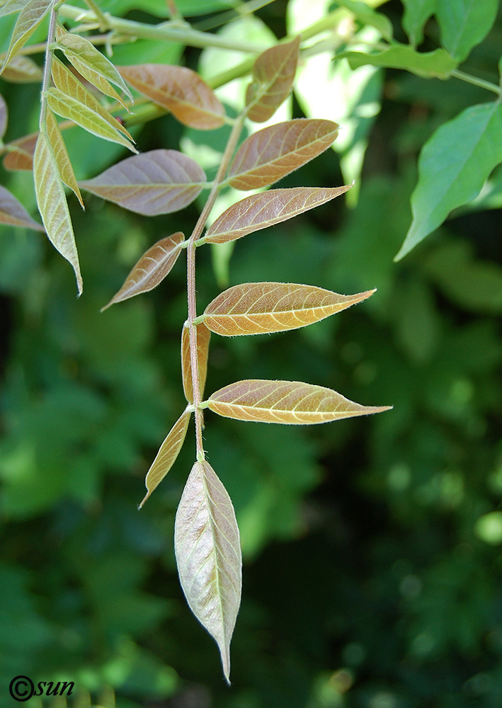 Image of Wisteria sinensis specimen.