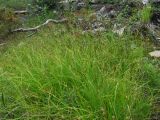 Carex globularis. Плодоносящие растения. Иркутская обл., Бодайбинский р-н, водораздел рек Имнях и Хомолхо. 27.07.2014.