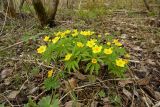 Anemone ranunculoides. Группа цветущих растений. Новгородская обл., ок. 4,5 км на с.-з. от г. Боровичи, луг у р. Сивельба. 29.04.2015.