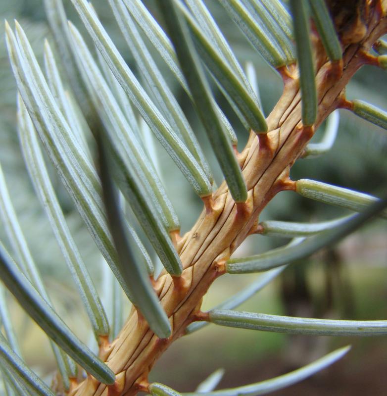 Изображение особи Picea pungens f. glauca.