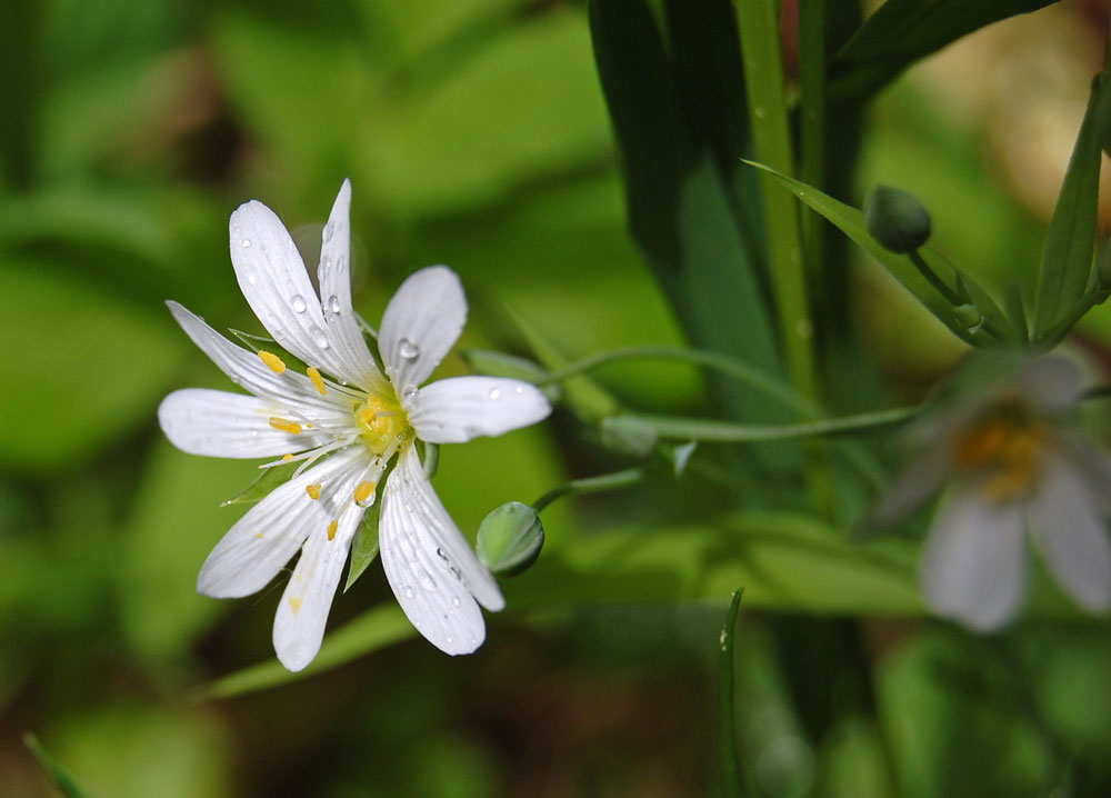 Image of Stellaria holostea specimen.