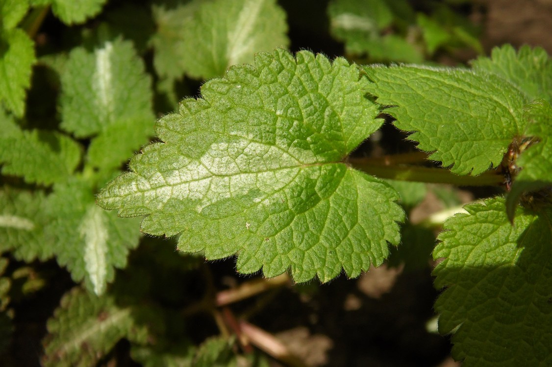 Image of Lamium maculatum specimen.