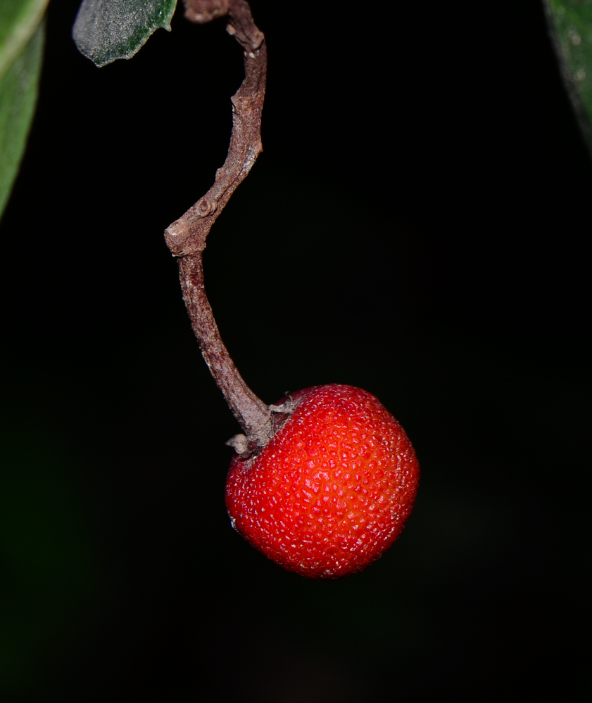 Image of Rhus integrifolia specimen.