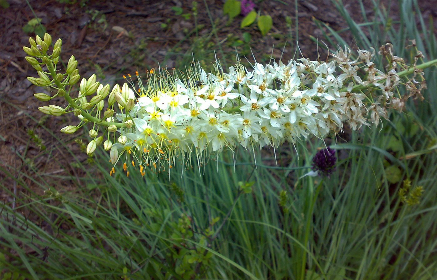 Image of Eremurus himalaicus specimen.