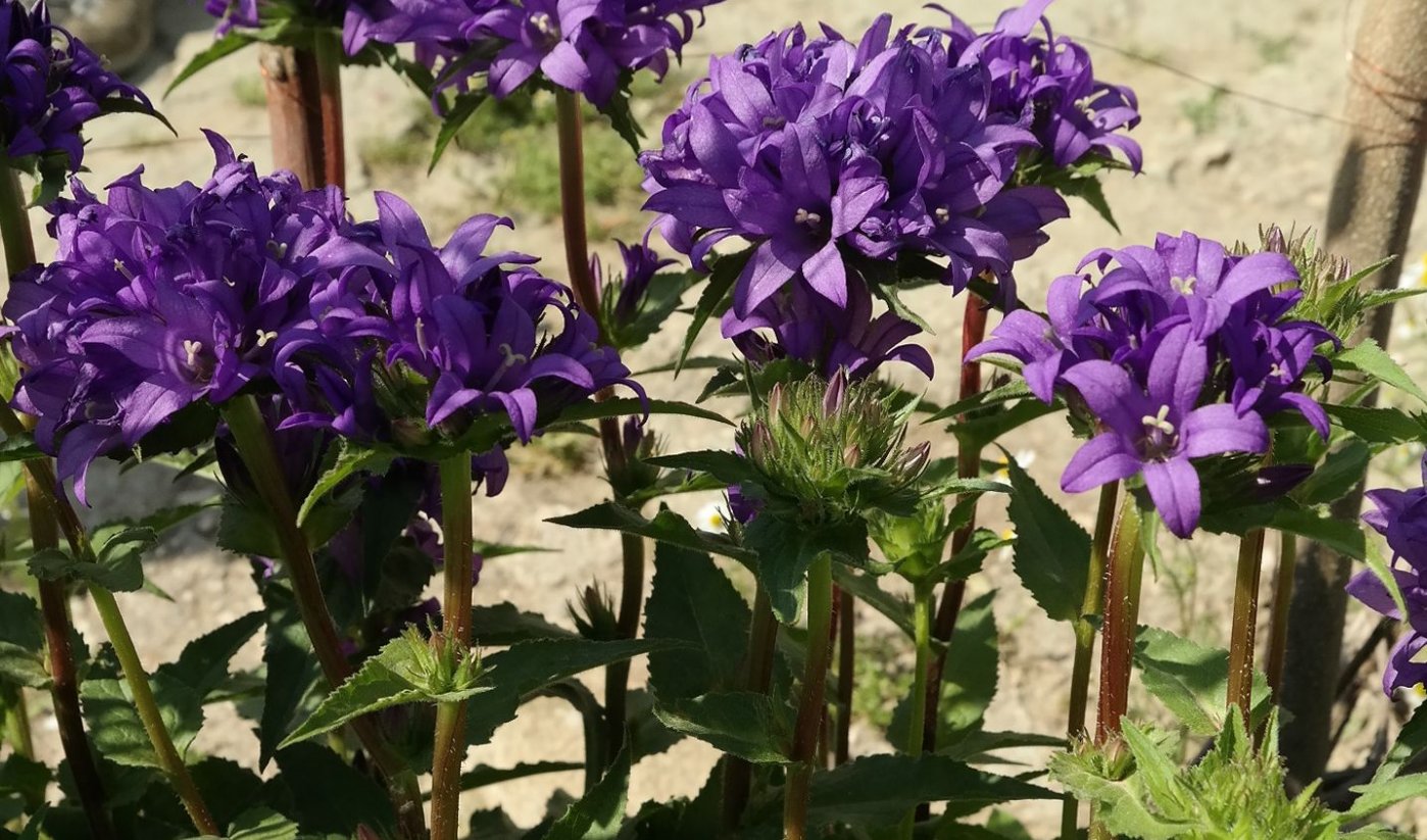 Image of Campanula glomerata specimen.