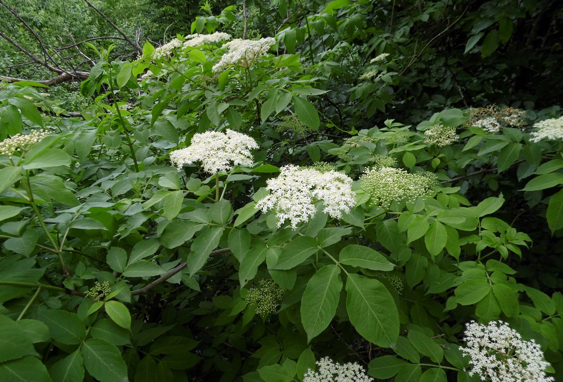 Image of Sambucus nigra specimen.