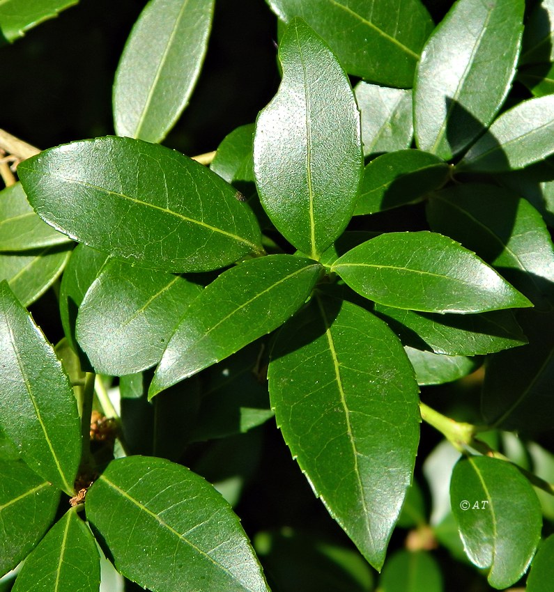 Image of Osmanthus × burkwoodii specimen.