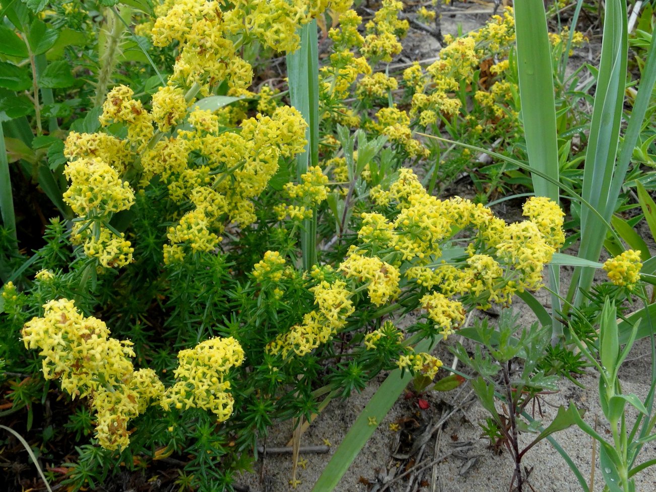 Image of genus Galium specimen.