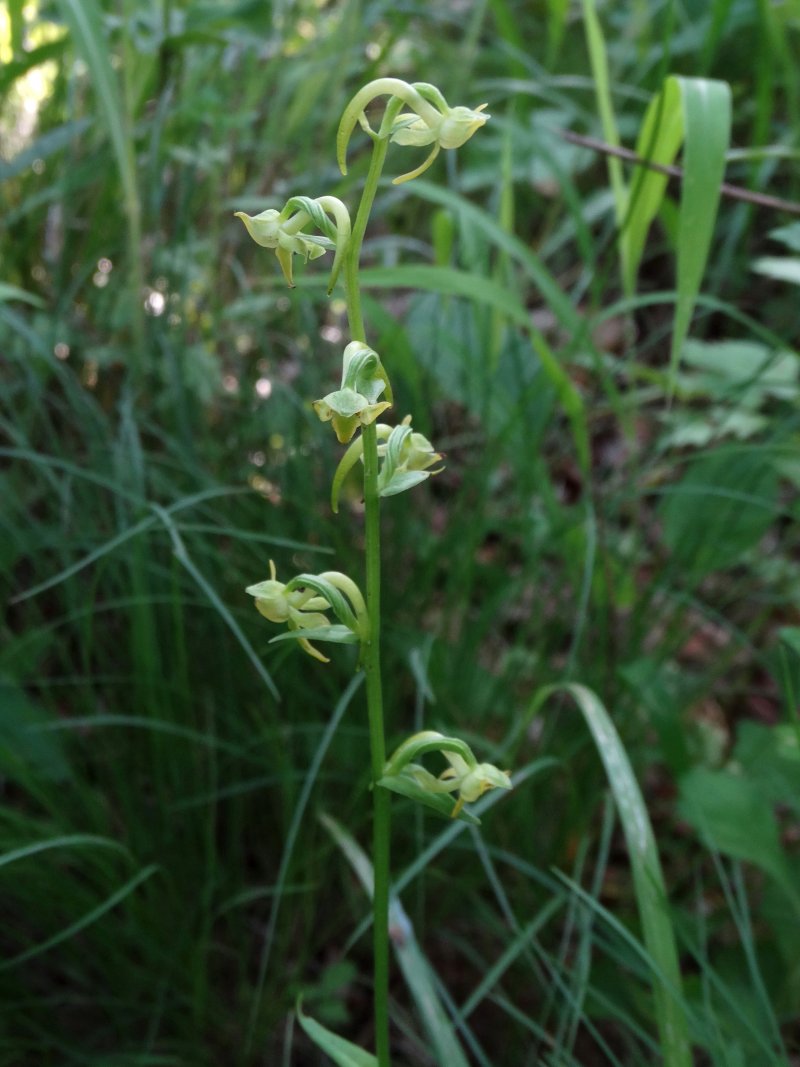 Image of Platanthera maximowicziana specimen.