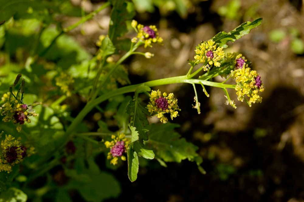 Image of Rorippa palustris specimen.