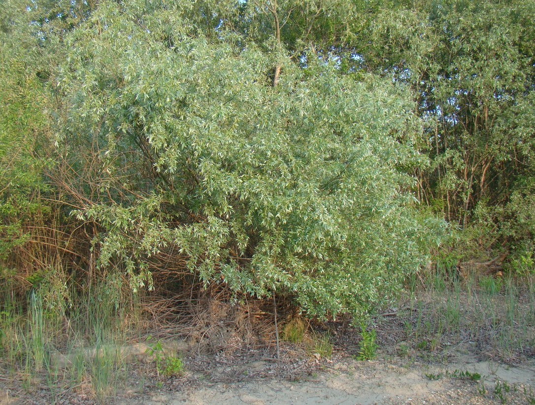 Image of Salix alba specimen.