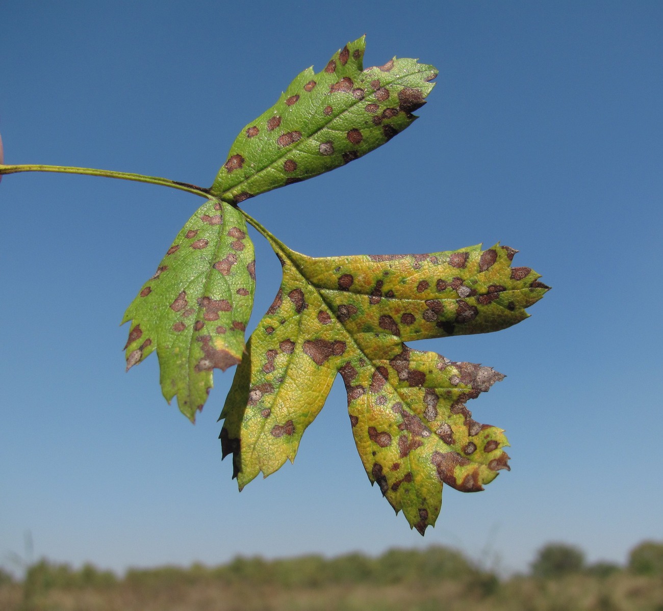 Изображение особи Crataegus pentagyna.