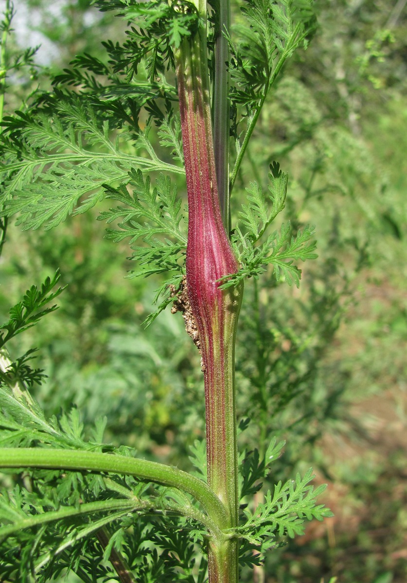 Image of Artemisia annua specimen.