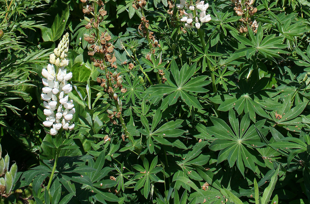 Изображение особи Lupinus &times; regalis.