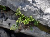 Asplenium ruta-muraria