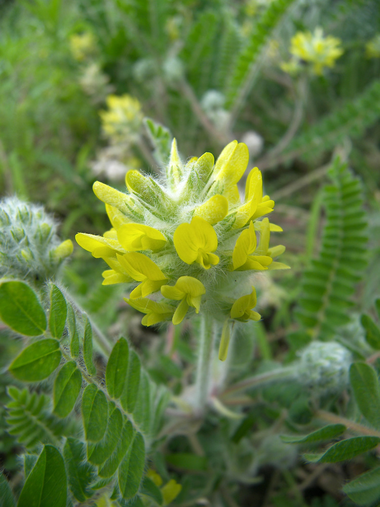 Image of Astragalus dasyanthus specimen.