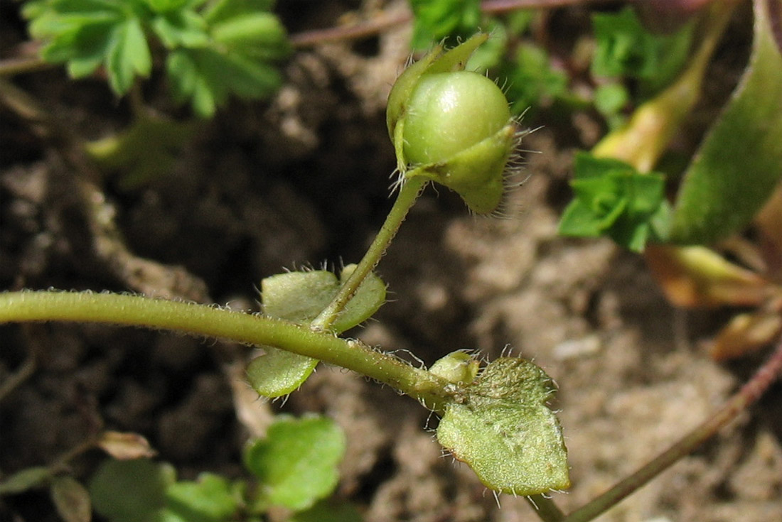 Image of Veronica hederifolia specimen.