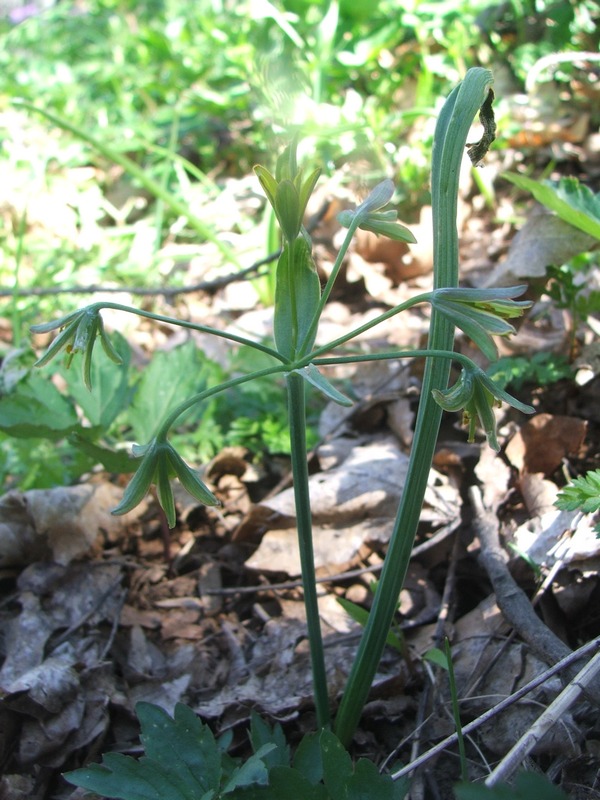 Image of Gagea lutea specimen.