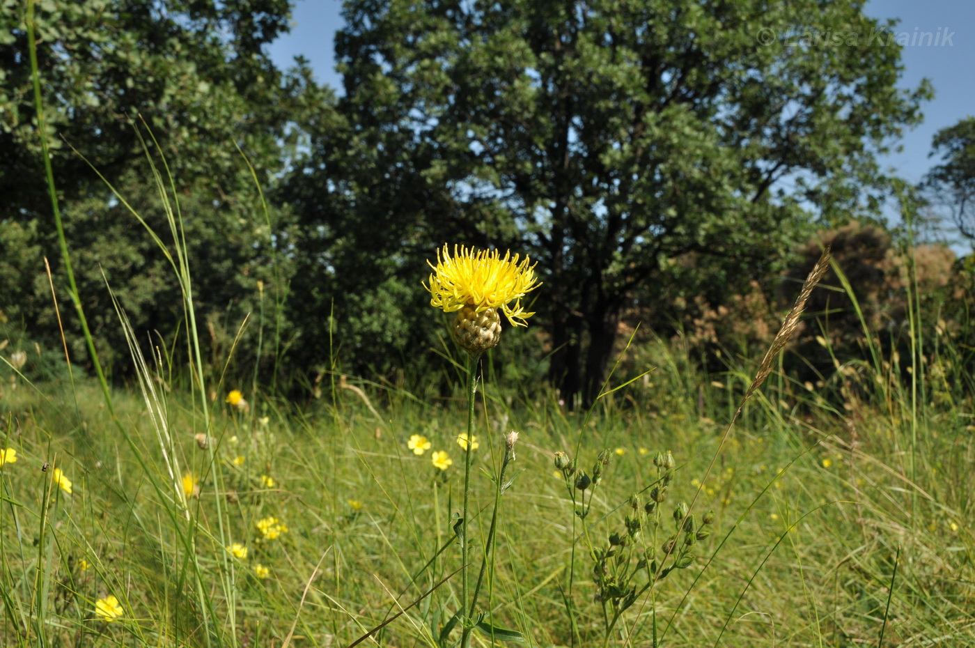 Image of Centaurea orientalis specimen.