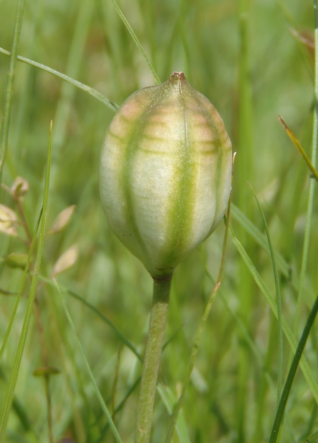 Image of genus Tulipa specimen.