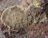 Lecanora muralis. Слоевище на камне. Украина, г. Запорожье, восточная окраина, долина р. Мокрая Московка. 25.03.2017.