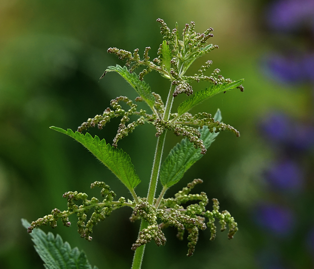 Изображение особи Urtica dioica.