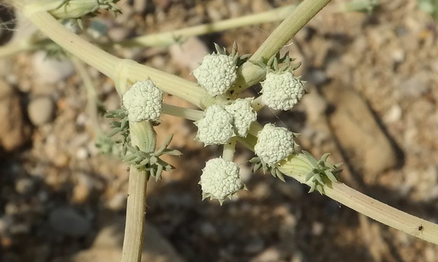 Image of Seseli dichotomum specimen.