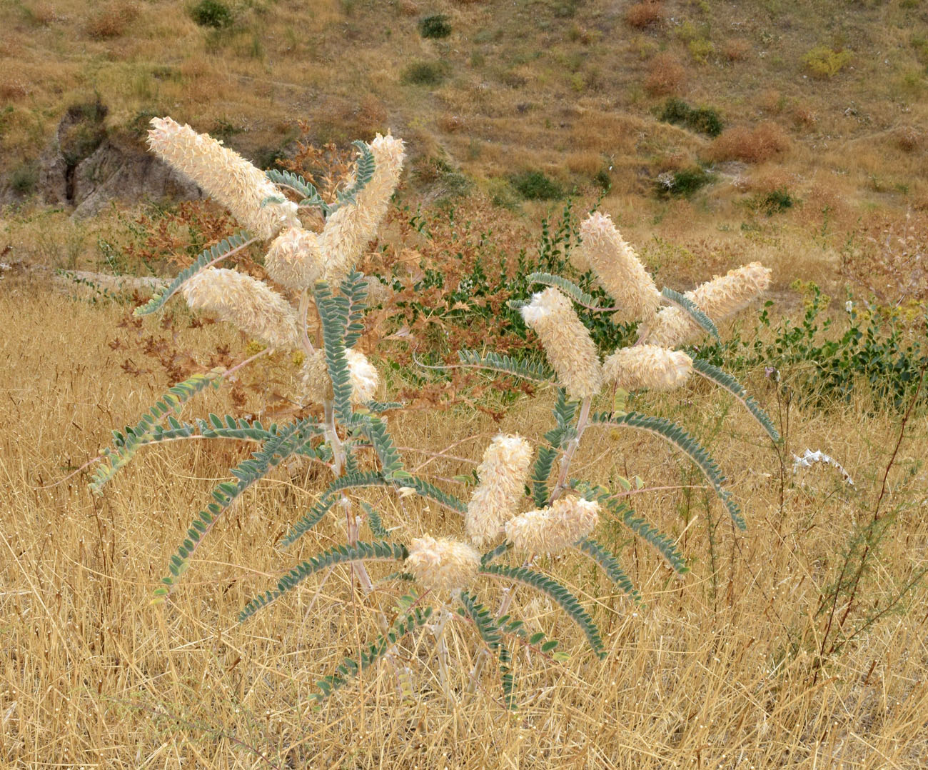 Image of Astragalus alopecias specimen.