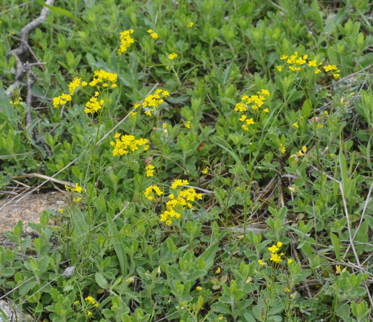 Image of genus Rorippa specimen.